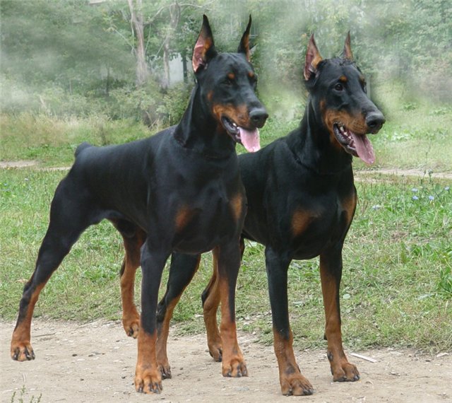 http://doberman.ucoz.ru/_ph/1/220520113.jpg